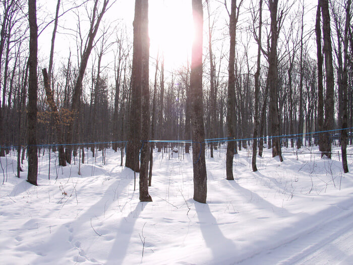 Maple syrup harvest 